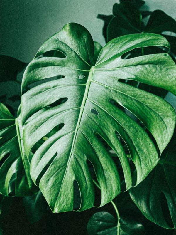 Monstera deliciosa